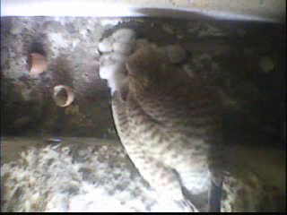 Benutzerübermitteltes Bild