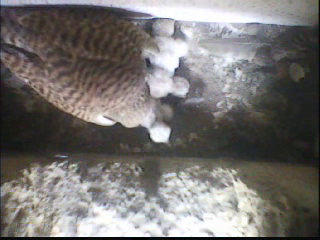 Benutzerübermitteltes Bild