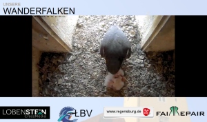 Benutzerübermitteltes Bild