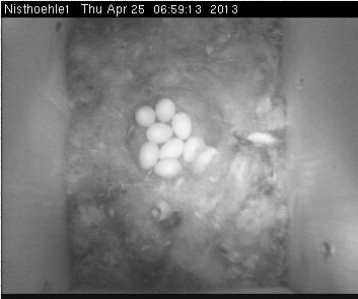 Benutzerübermitteltes Bild