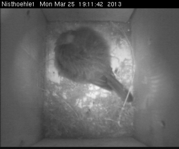 Benutzerübermitteltes Bild