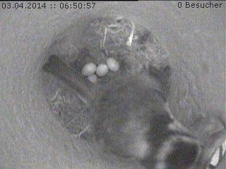 Benutzerübermitteltes Bild