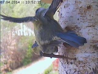 Benutzerübermitteltes Bild