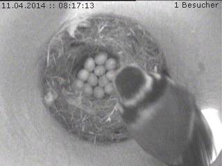 Benutzerübermitteltes Bild