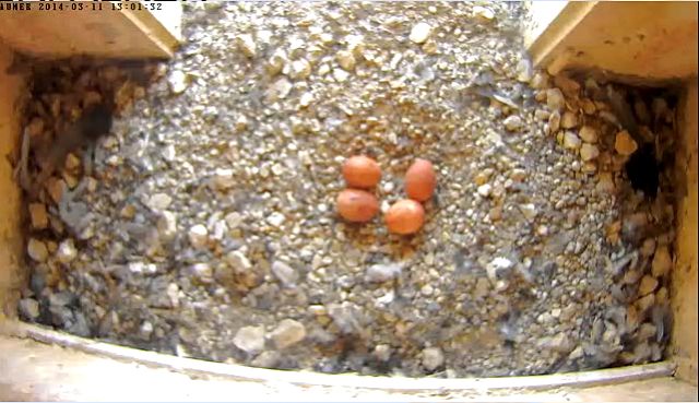 Benutzerübermitteltes Bild