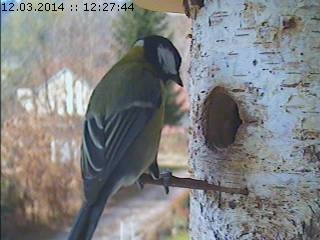 Benutzerübermitteltes Bild