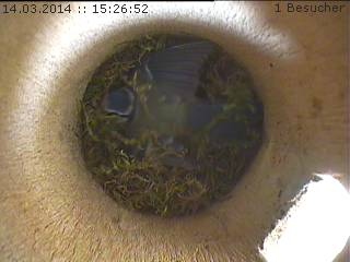 Benutzerübermitteltes Bild