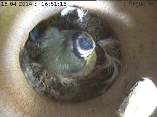 Benutzerübermitteltes Bild