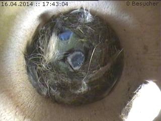 Benutzerübermitteltes Bild