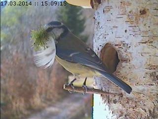 Benutzerübermitteltes Bild