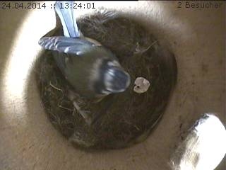 Benutzerübermitteltes Bild