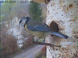 Benutzerübermitteltes Bild