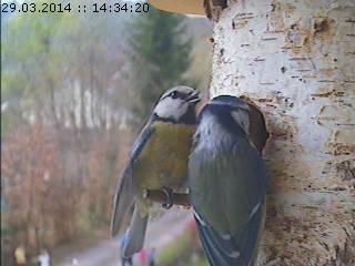 Benutzerübermitteltes Bild