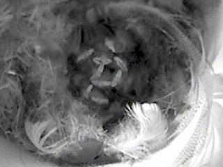 Benutzerübermitteltes Bild