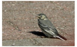 Benutzerübermitteltes Bild