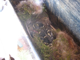 Benutzerübermitteltes Bild